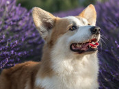 Welsh Corgi